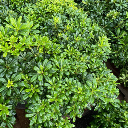 Pittosporum 'tobira nana'