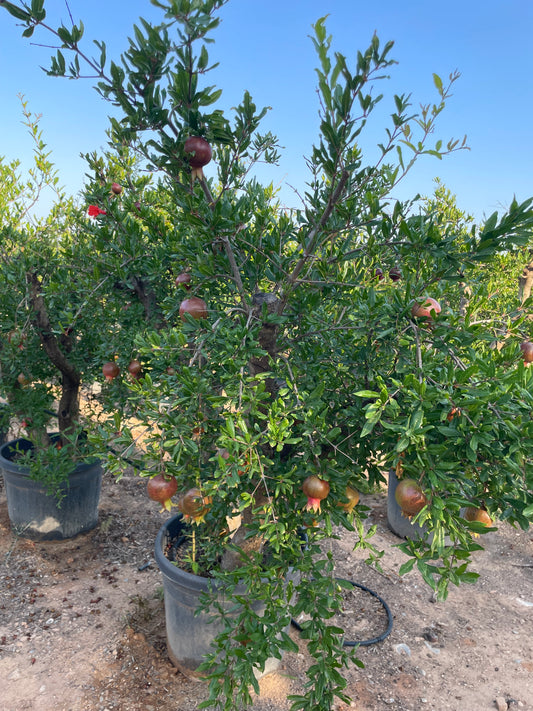 GRENADIER (punica granatum)
