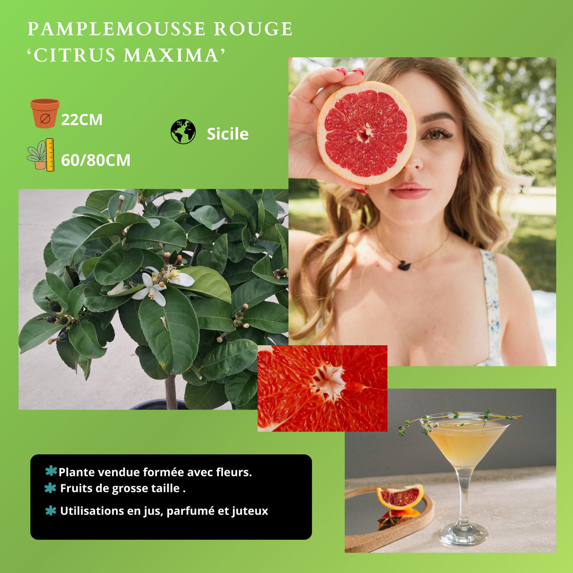 AGRUMES Plantes passion