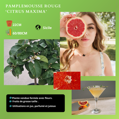 AGRUMES Plantes passion