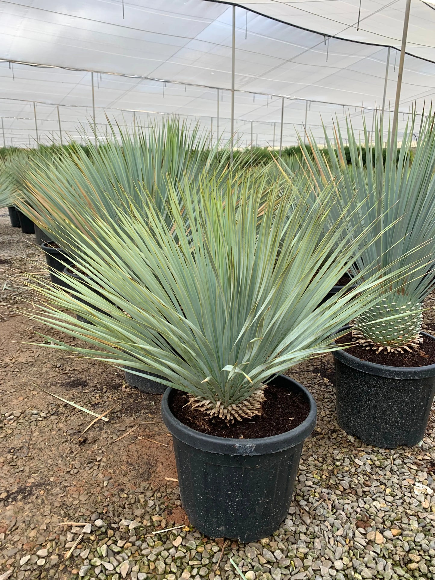 YUCCA 'rostrata' Plantes passion