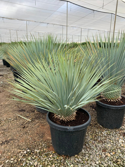 YUCCA 'rostrata' Plantes passion