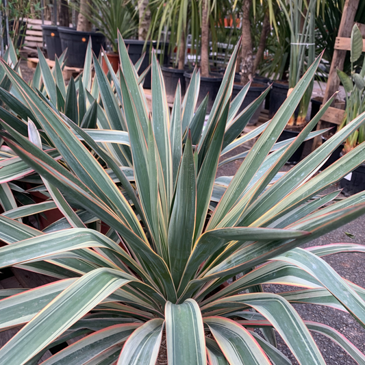 YUCCA GLORIOSA Plantes passion