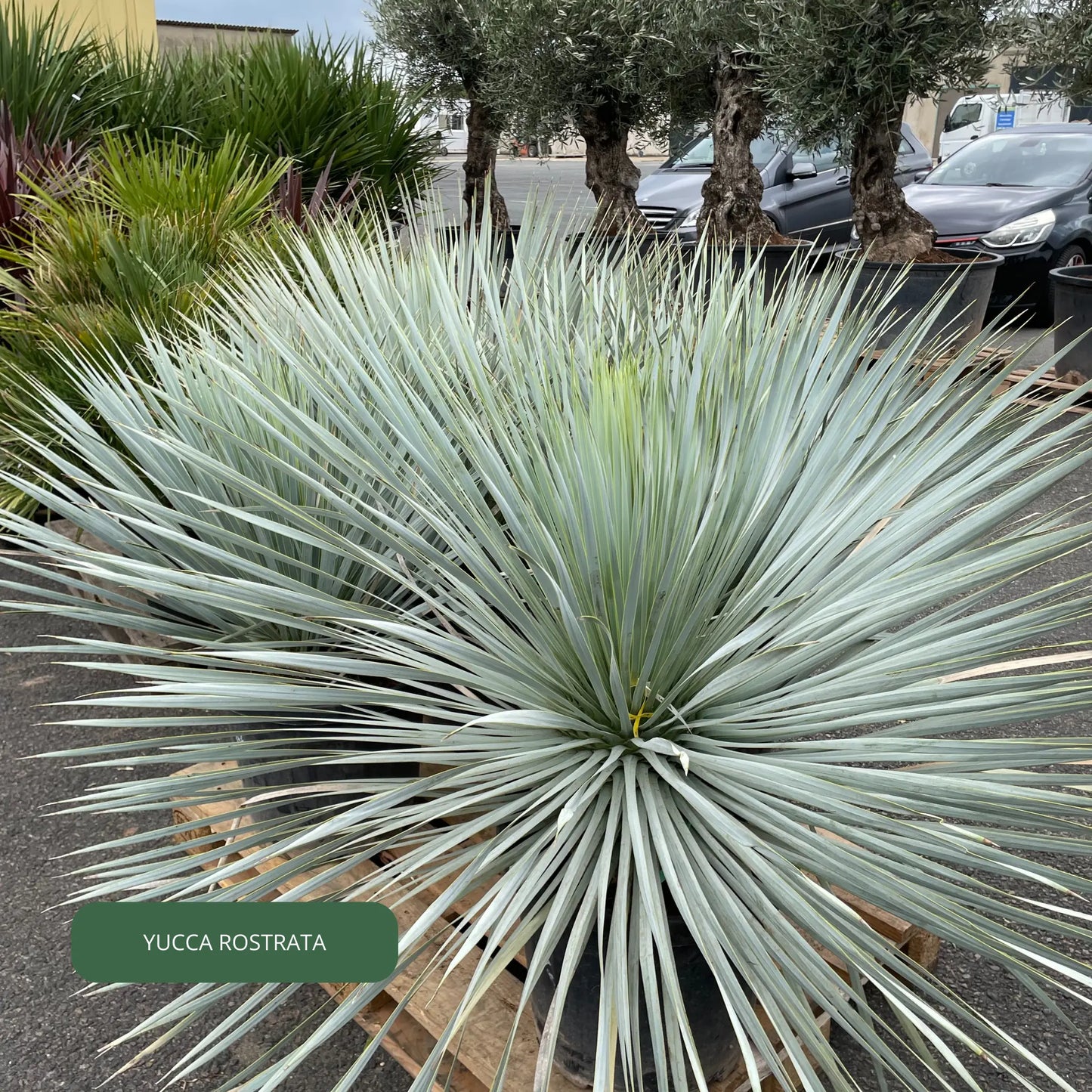 YUCCA 'rostrata' Plantes passion