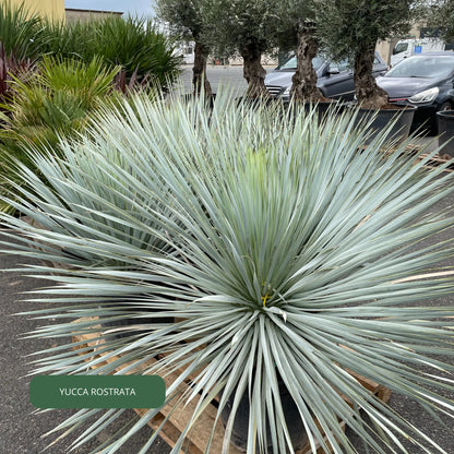 YUCCA 'rostrata' Plantes passion