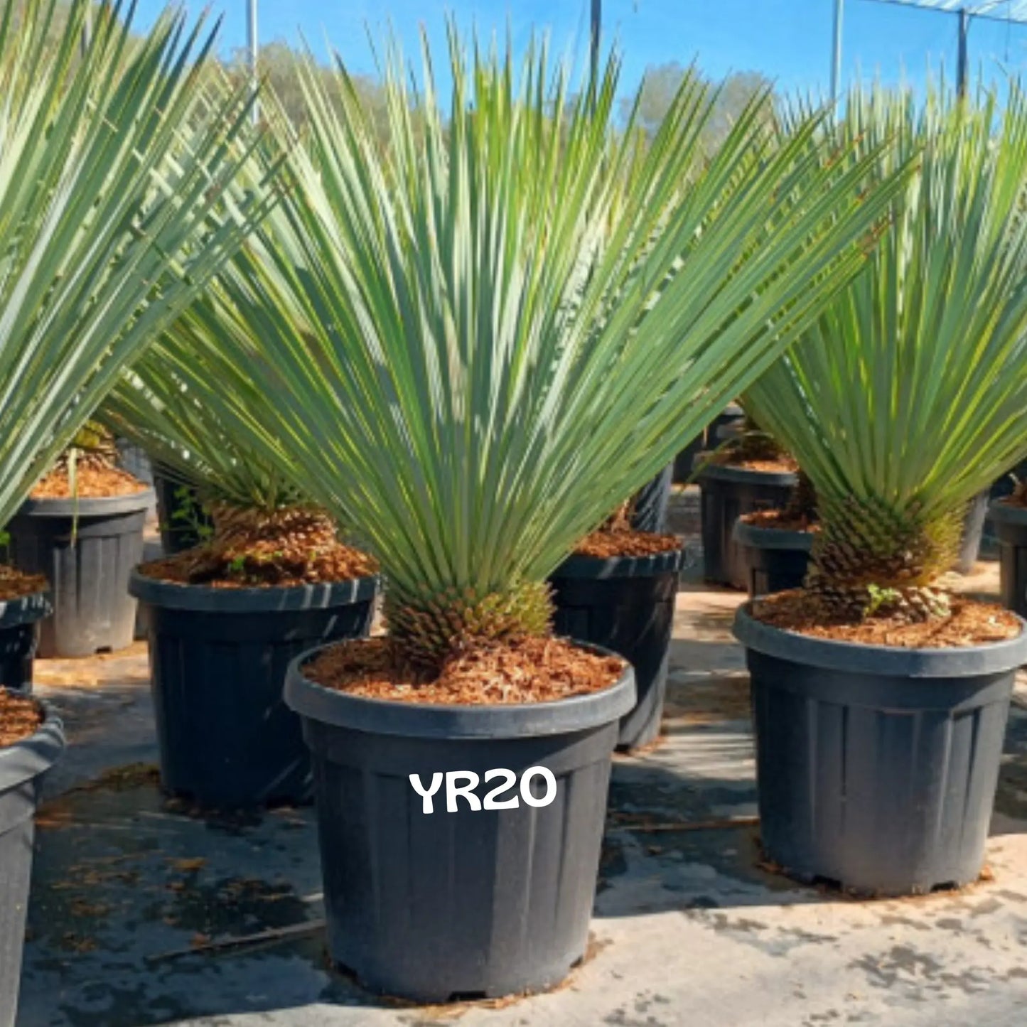 YUCCA 'rostrata' Plantes passion