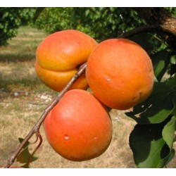 Arbres fruitier