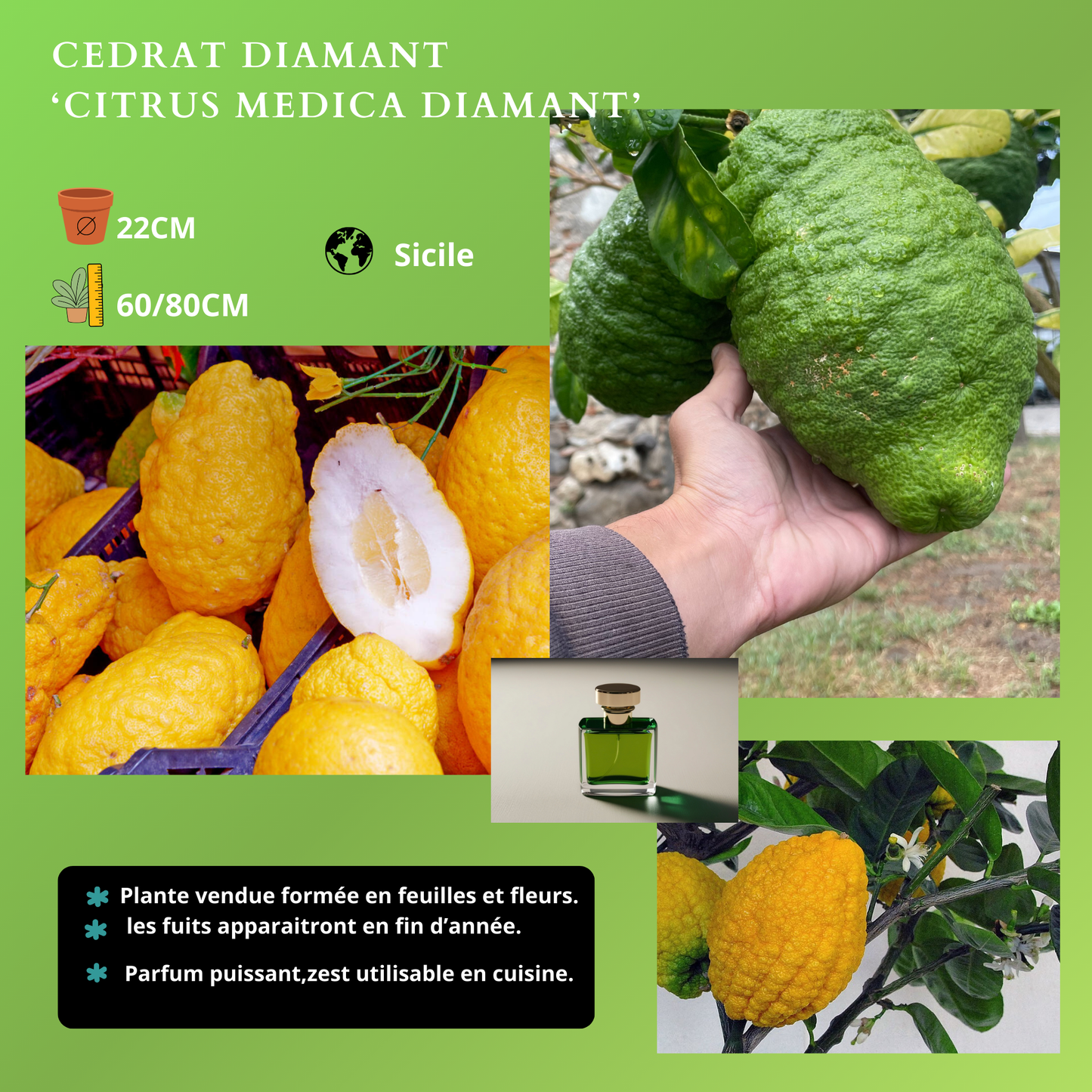AGRUMES Plantes passion