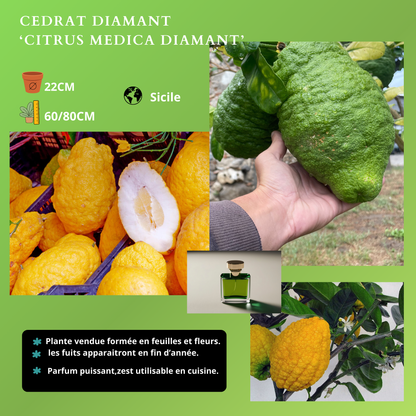 AGRUMES Plantes passion