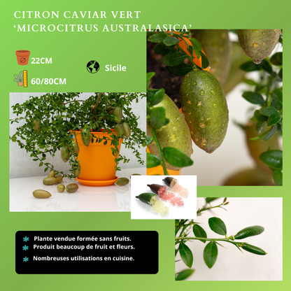 AGRUMES Plantes passion
