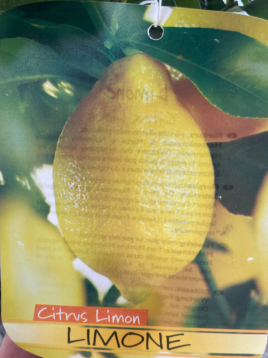 citron jaune 'quatre saison'