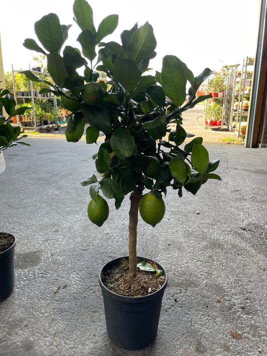 citron jaune 'quatre saison'