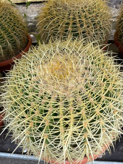 ECHINOCACTUS GRUSONII