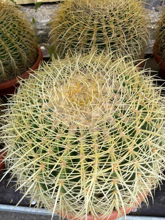 ECHINOCACTUS GRUSONII