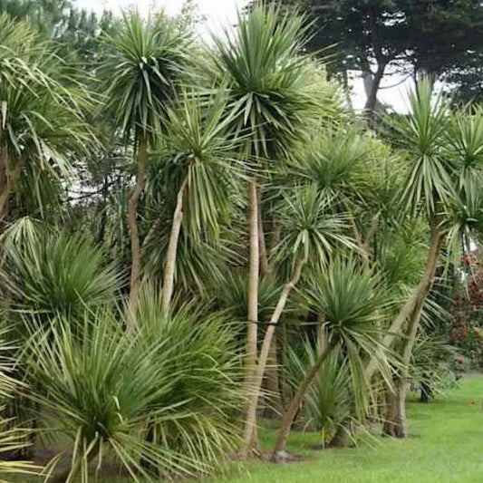 Cordiline / dracaena Plantes passion