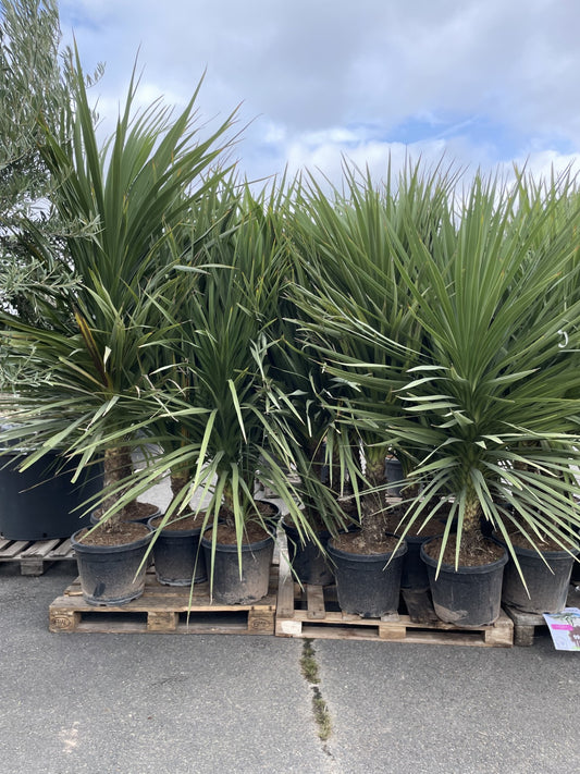 dracaena indivisa