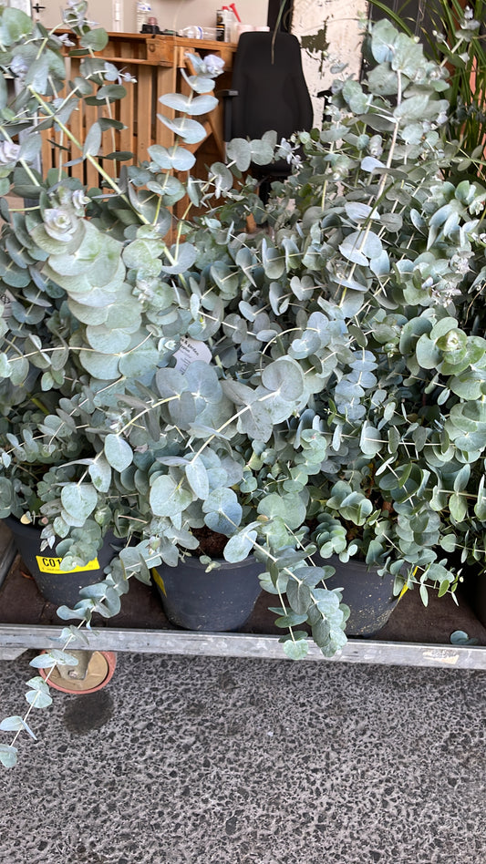 EUCALYPTUS GUNII