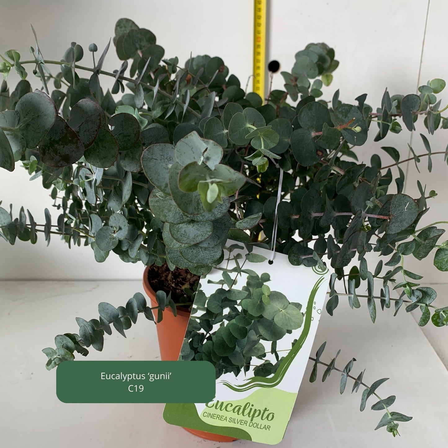 Eucalyptus 'gunii' Plantes passion