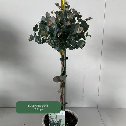 Eucalyptus 'gunii' Plantes passion