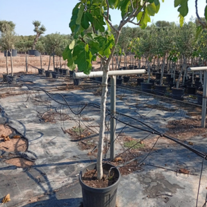 Ficus 'carica' / figuier