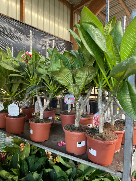plumeria 'chablis'