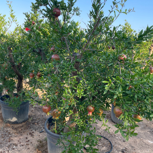GRENADIER (punica granatum)