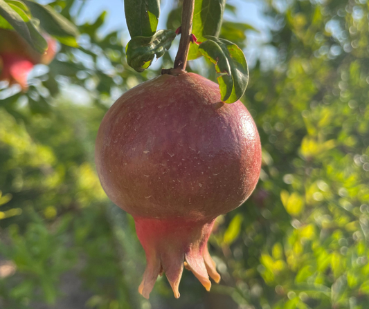 GRENADIER (punica granatum)