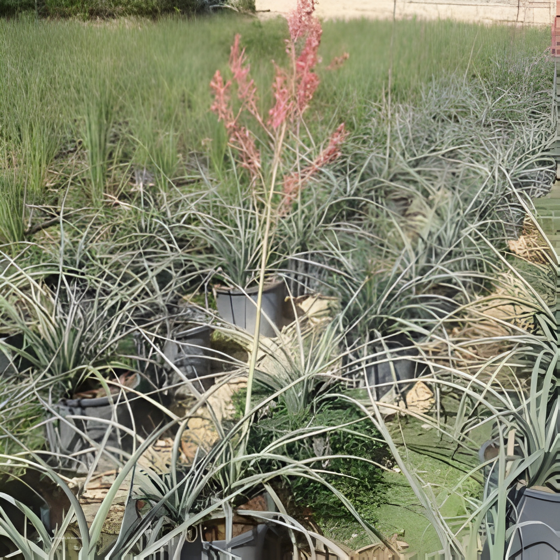 Hesperaloe 'parvifolia' Plantes passion