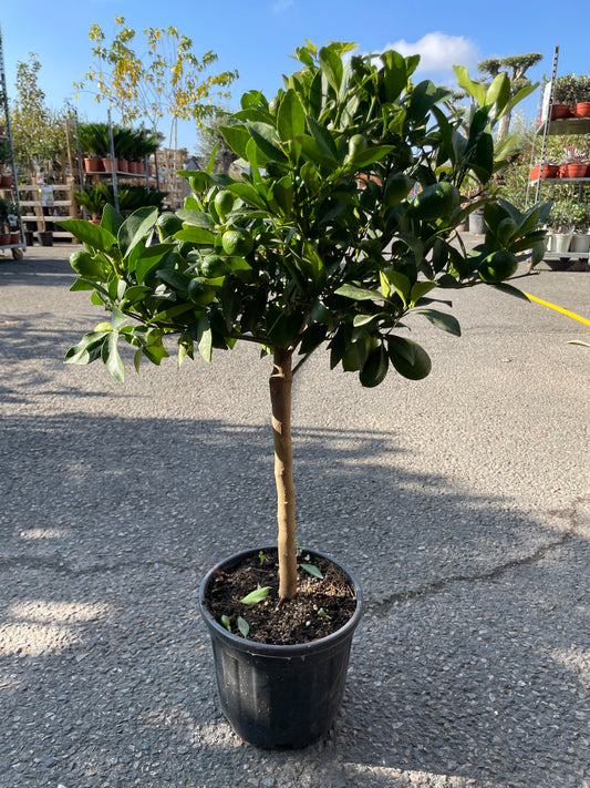 kumquat