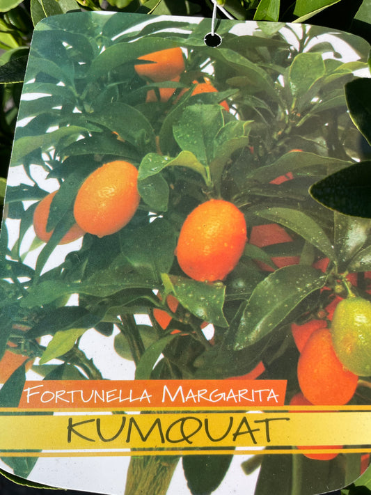 kumquat