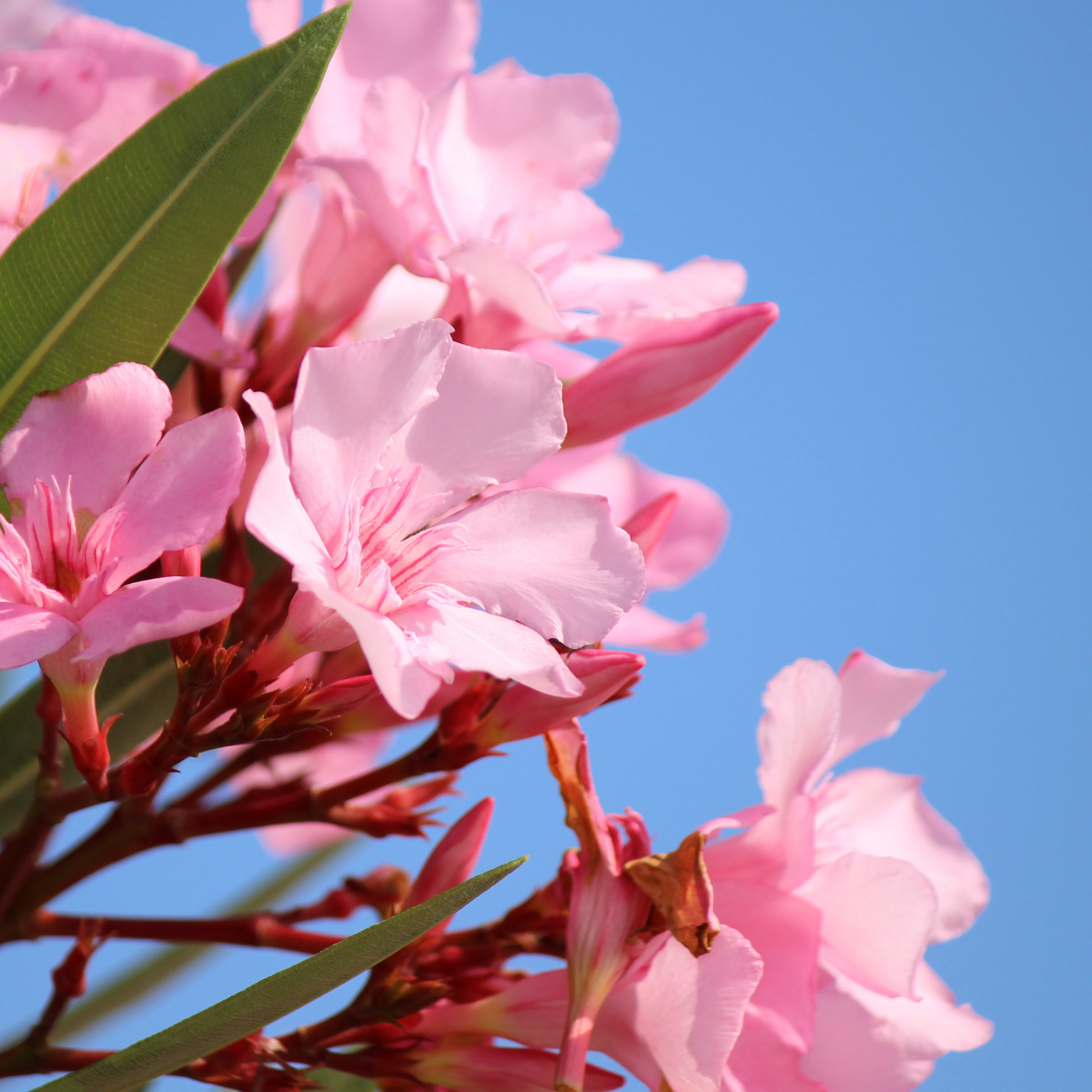 Nerium 'oleander' / Laurier rose Plantes passion
