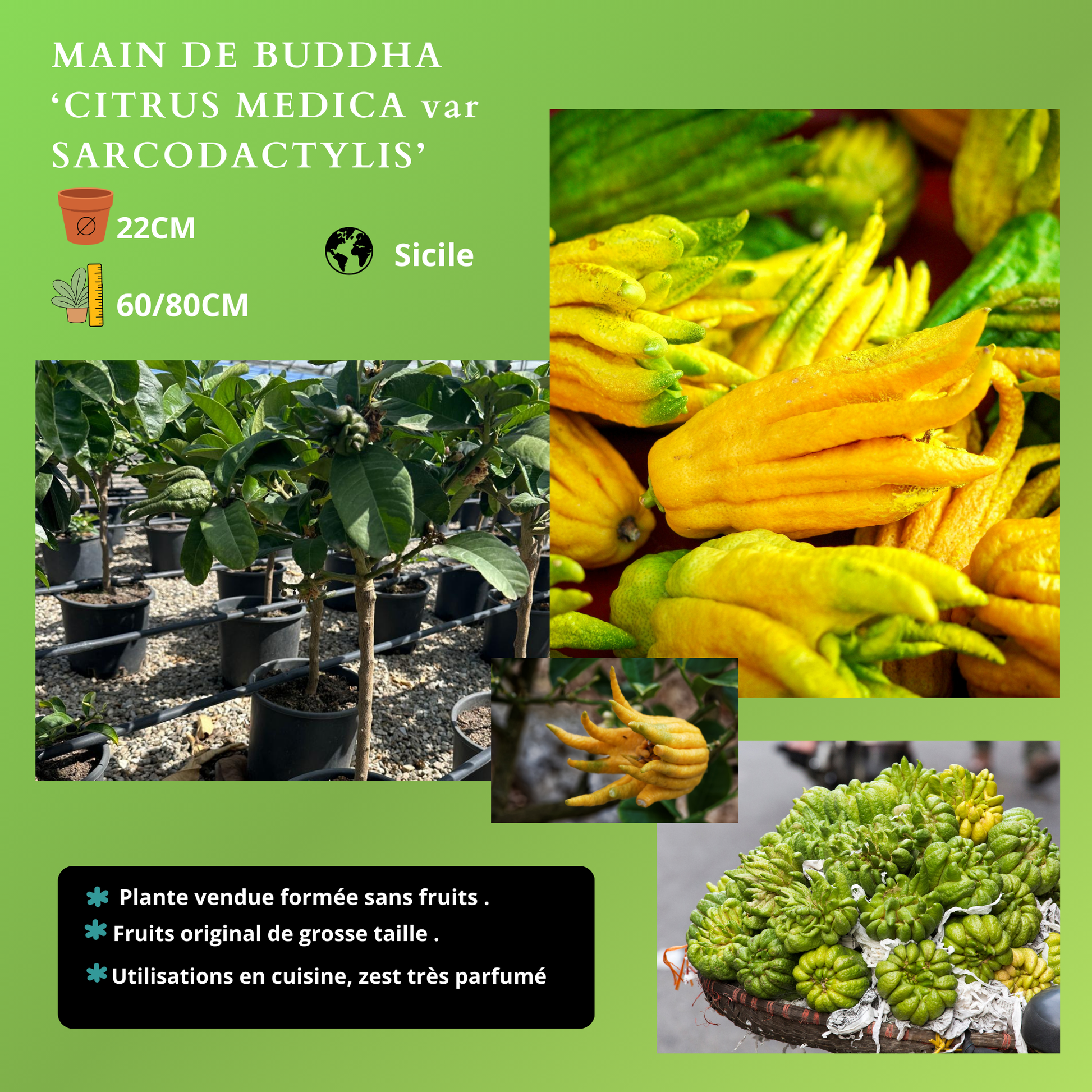 AGRUMES Plantes passion