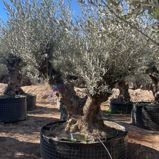 Olivier double / vieux tronc