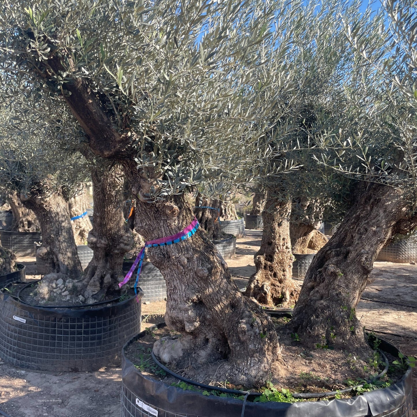 Olivier double / vieux tronc