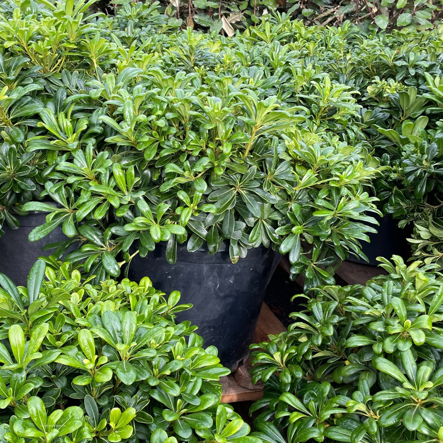 Pittosporum 'tobira nana'