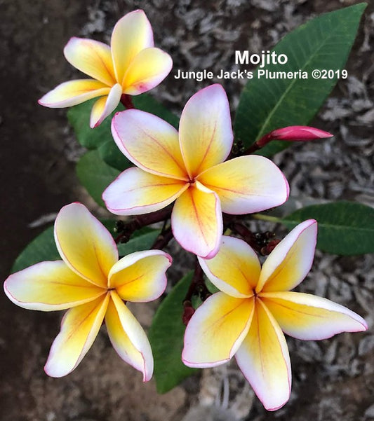 Plumeria 'mojito'