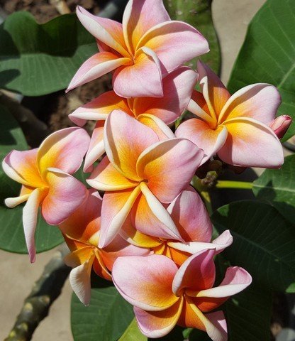plumeria 'mystique'