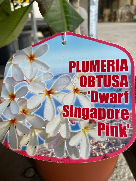 Plumeria obtusa 'dwarf singapoure pink'