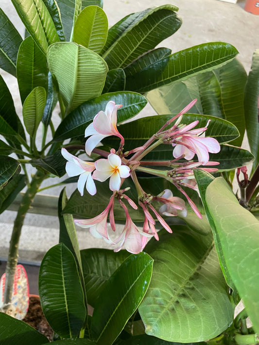 Plumeria obtusa 'dwarf singapoure pink'