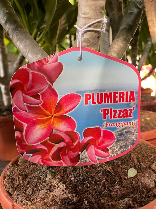 plumeria 'pizzazz' FRANGIPANNIER