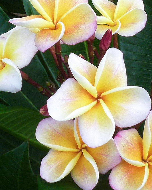 plumeria 'chablis'