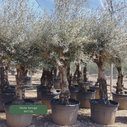 OLIVIER 'tortuga'