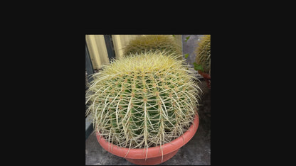 ECHINOCACTUS GRUSONII