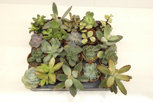SUCCULENTES POT DE 5,5cm