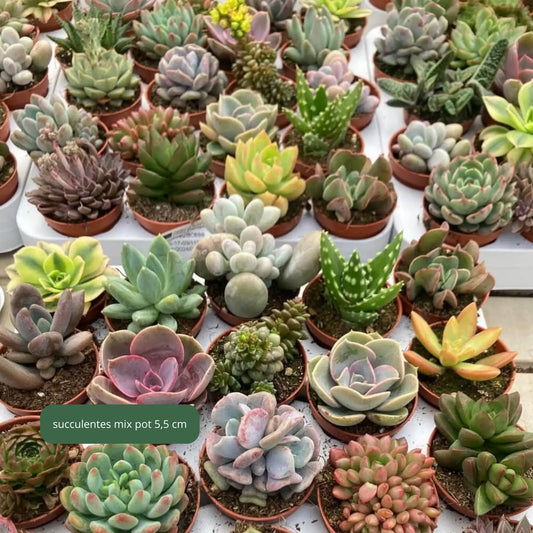 Mini succulentes mix Plantes passion