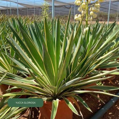 YUCCA GLORIOSA Plantes passion