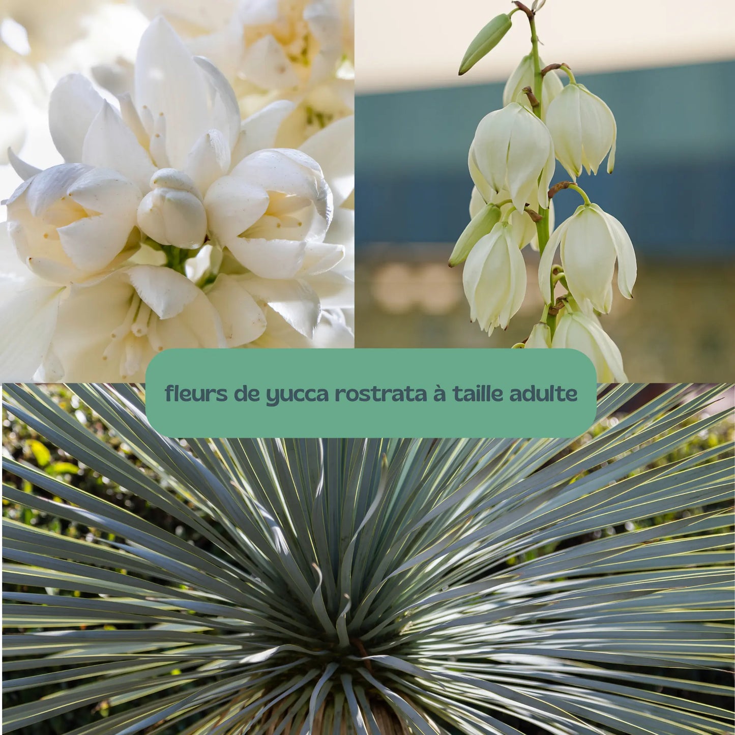 YUCCA 'rostrata' Plantes passion
